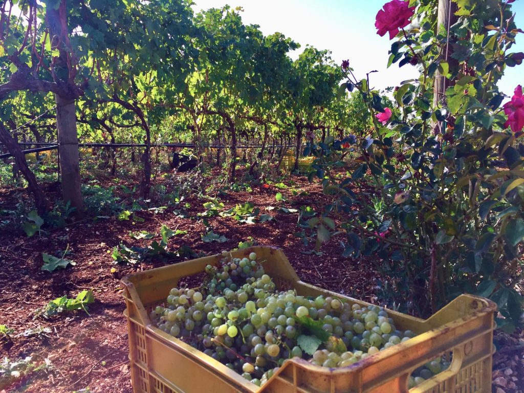 Grape harvest period in Puglia