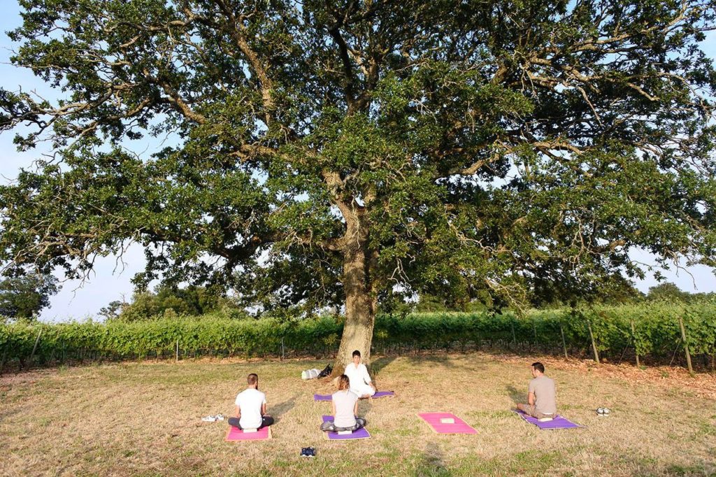 Lezione di yoga integrale tra i filari di un vigneto