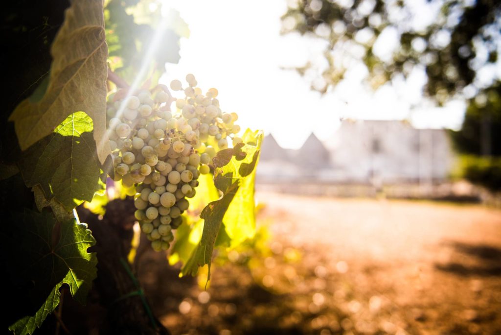 I migliori vini della Puglia