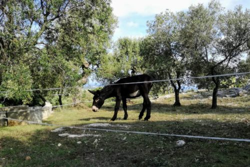 Degustazione di olio extra vergine d'oliva in Puglia