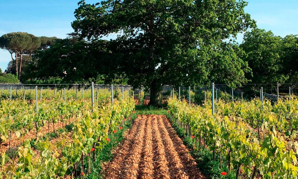 Vigneto biologico di Masseria Croce Piccola Martina Franca Puglia