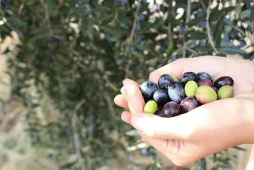 olive appena raccolte Puglia