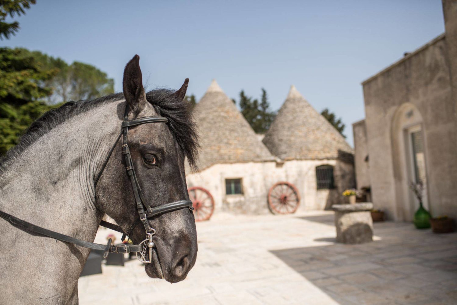 Attività a cavallo in Puglia