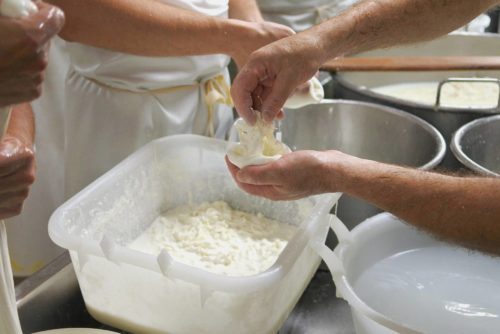 Visita in caseificio per fare la burrata