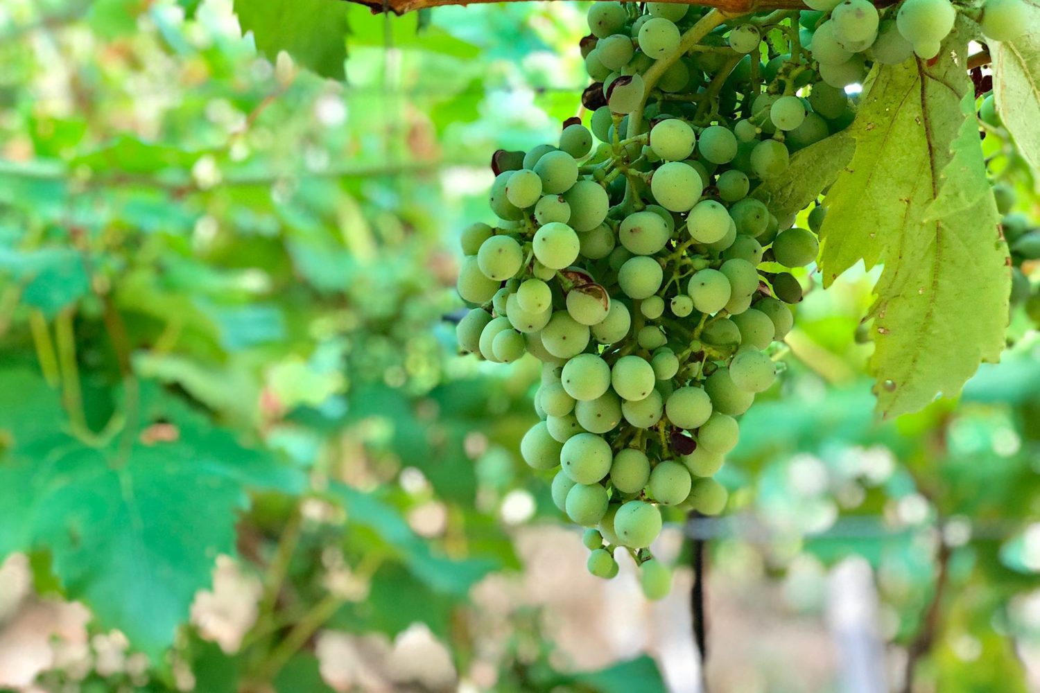 natural white grape