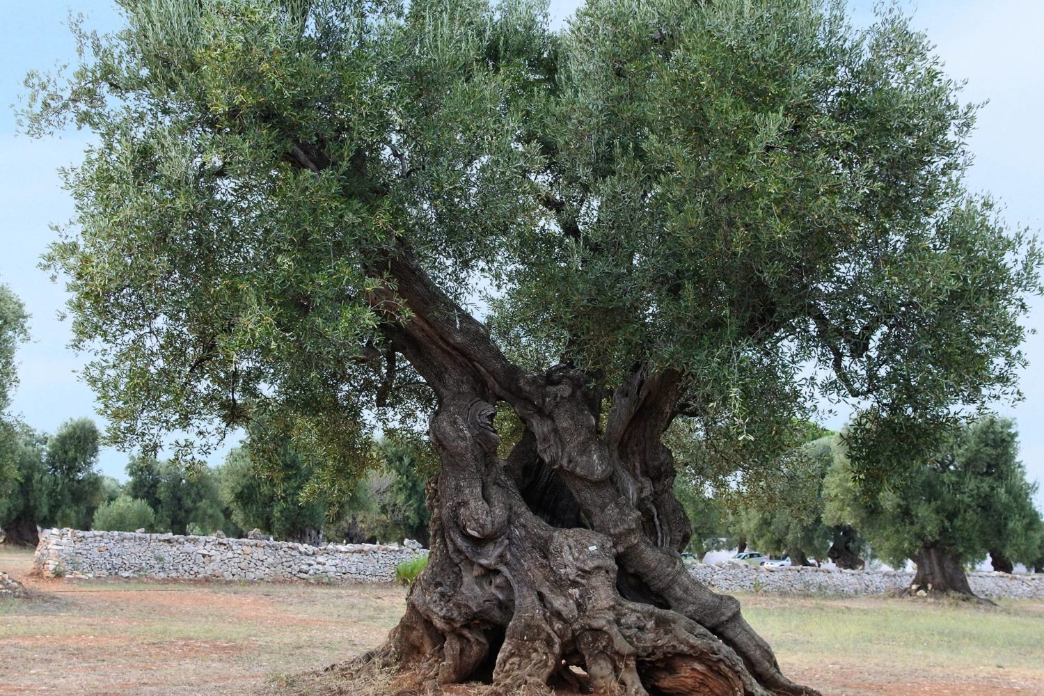 Masseria Ostuni ulivo millenario