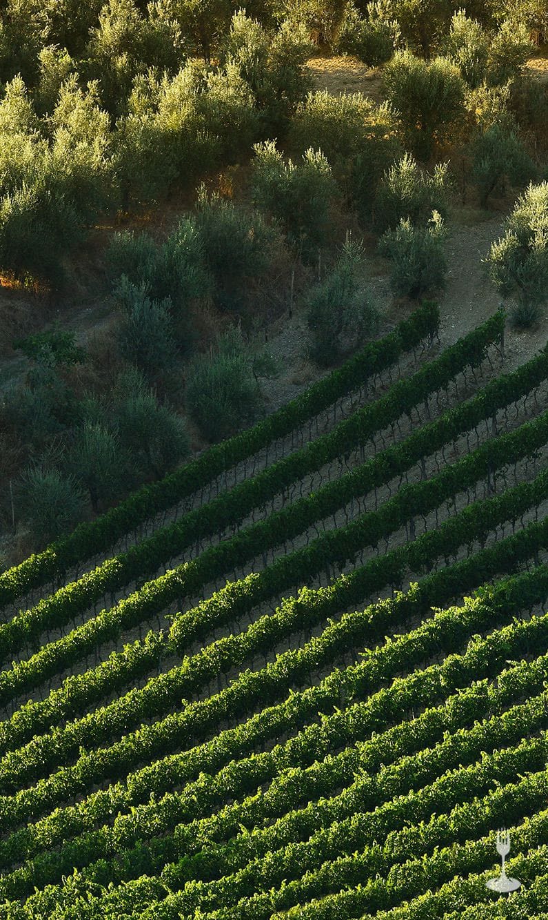 Scopri come viene prodotto il vino bio pugliese degustazione con lunch Verticale 02