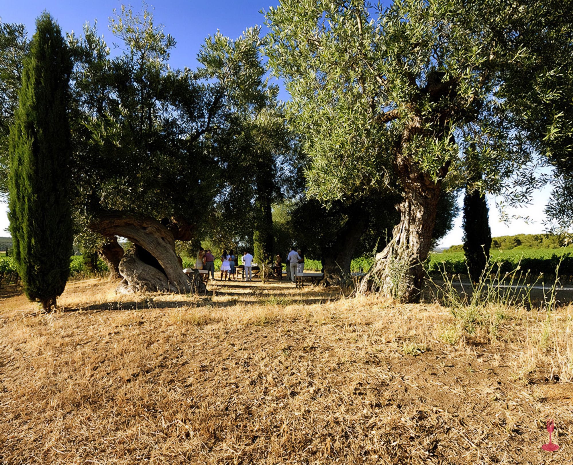Scopri come viene prodotto il vino bio pugliese degustazione lunch Orizzontale 03