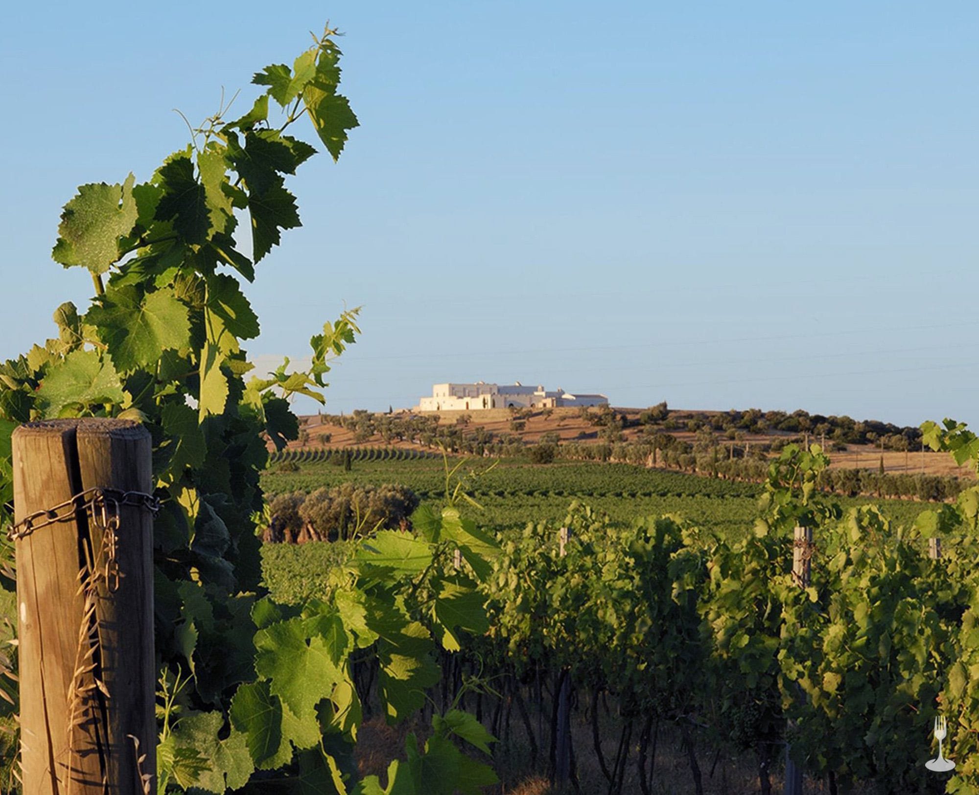 Scopri come viene prodotto il vino bio pugliese degustazione lunch Orizzontale 05