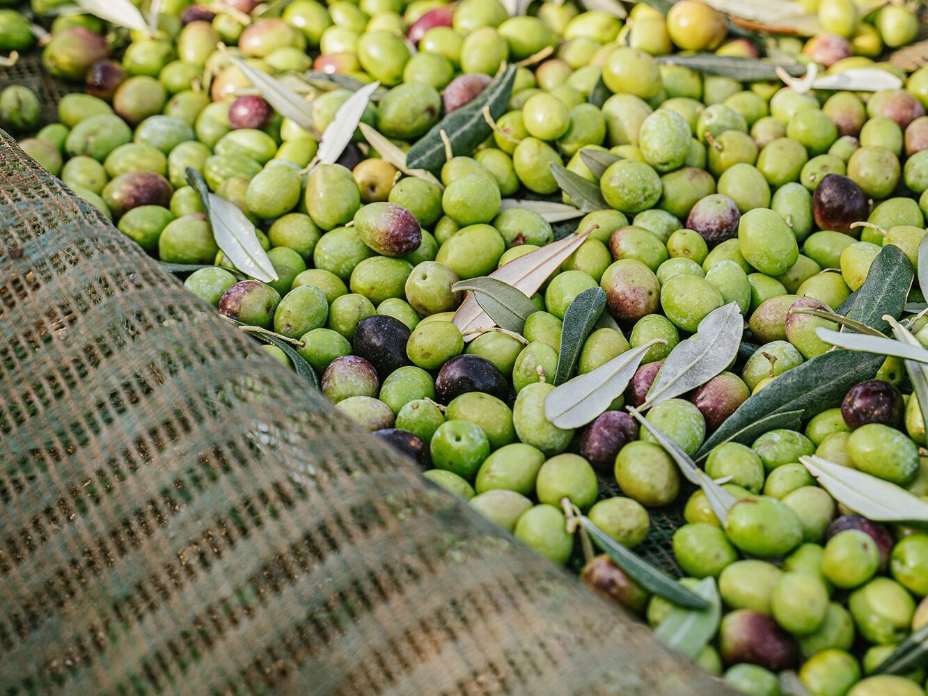Produzione olio d'oliva Puglia