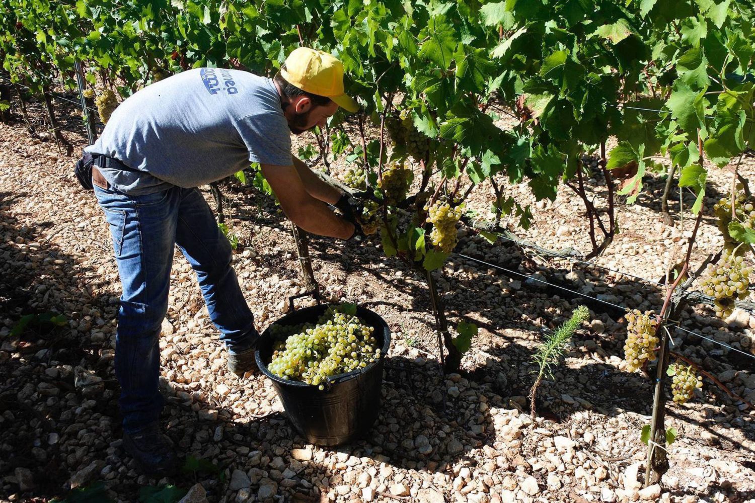 How wine is made in Puglia