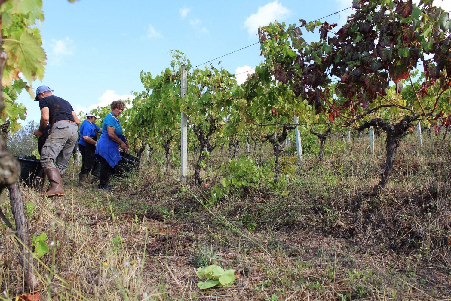 Partecipare vendemmia Puglia