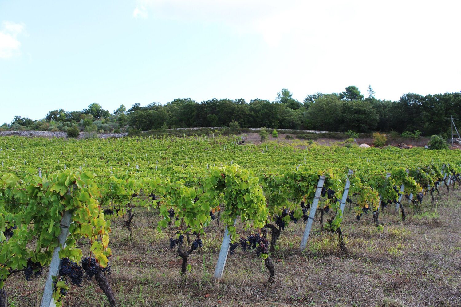 Visita degustazione vigneto Puglia