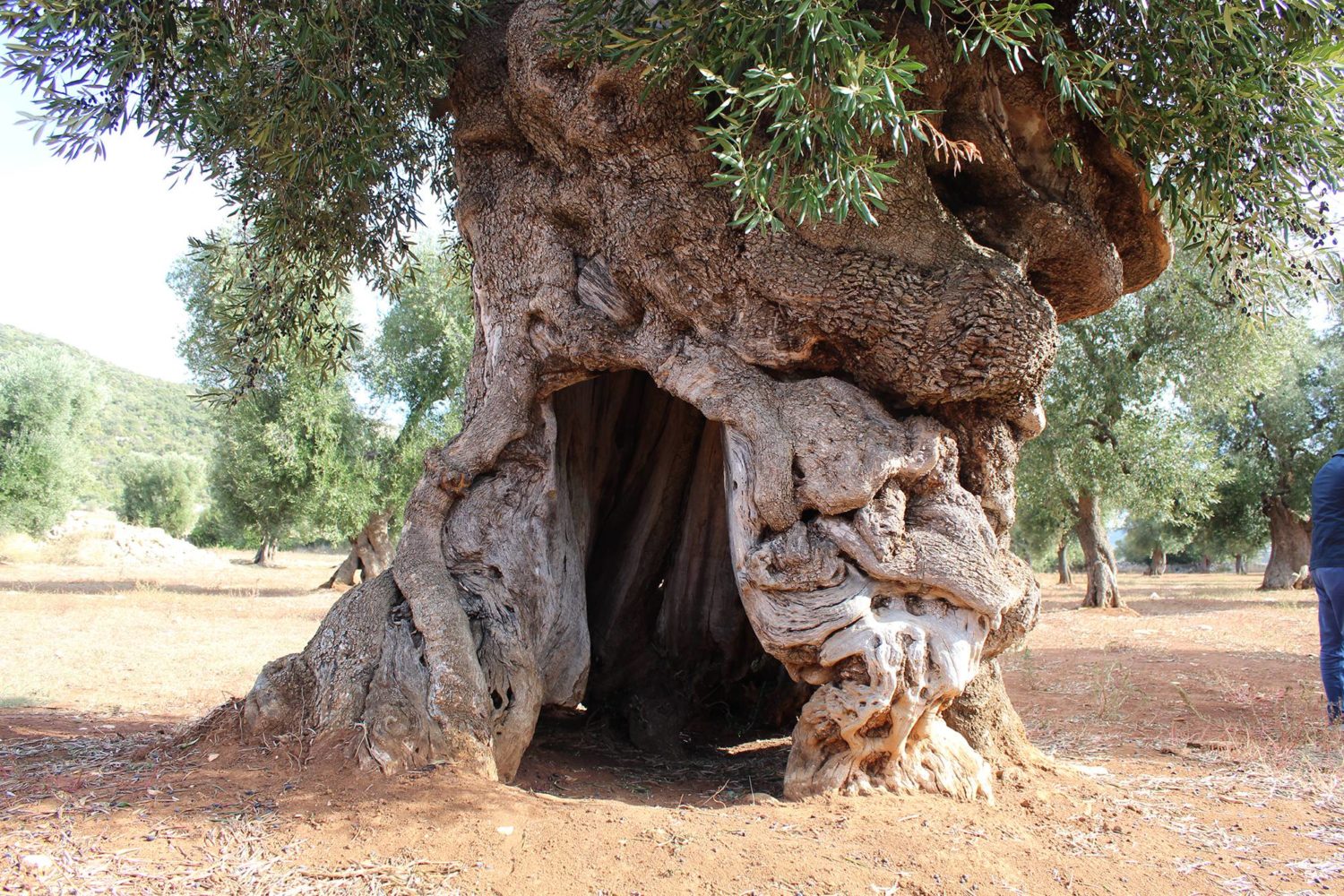 Tour among olive trees Puglia