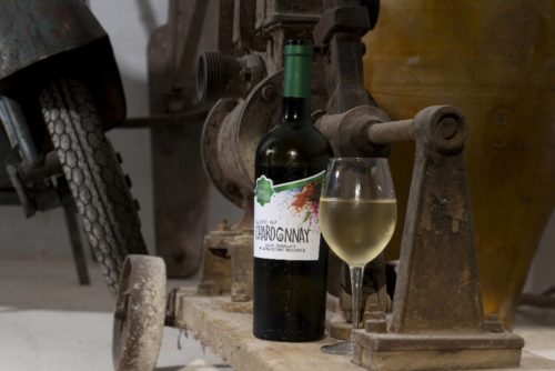 Winery tour with tasting in Puglia