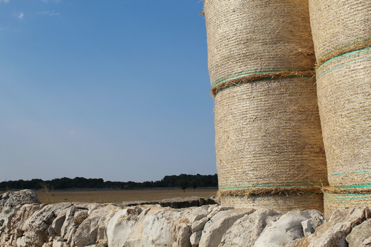 Grain production in Puglia