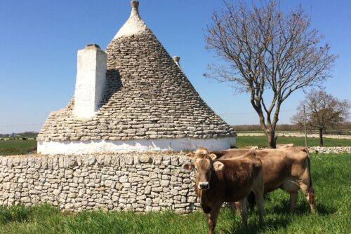 Cheese tasting tour in a dairy farm in Puglia