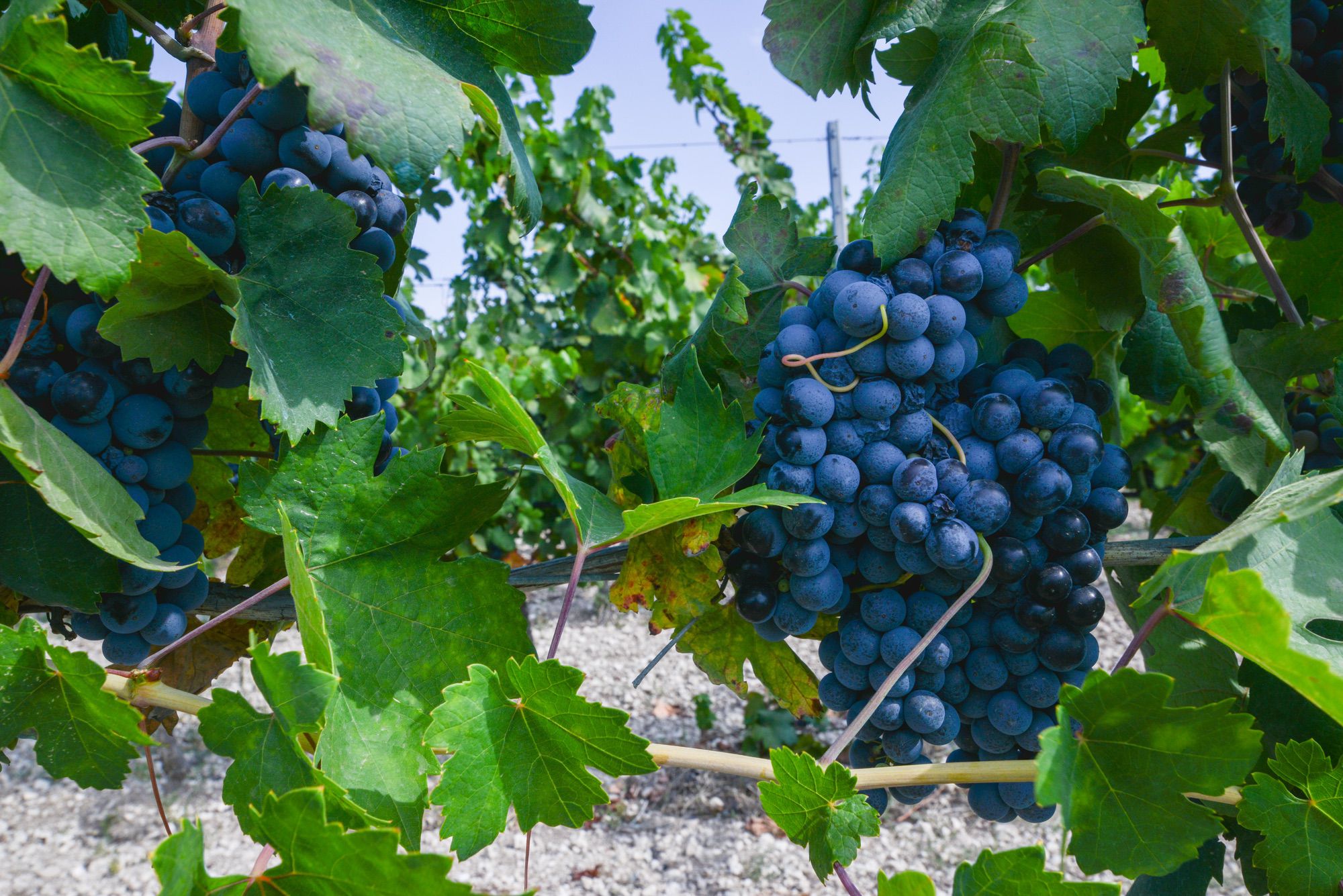 Primitivo Manduria wine vineyard visit Puglia