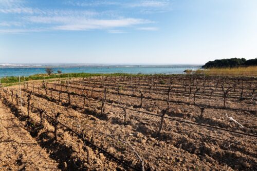 Vigneto sul mare Puglia