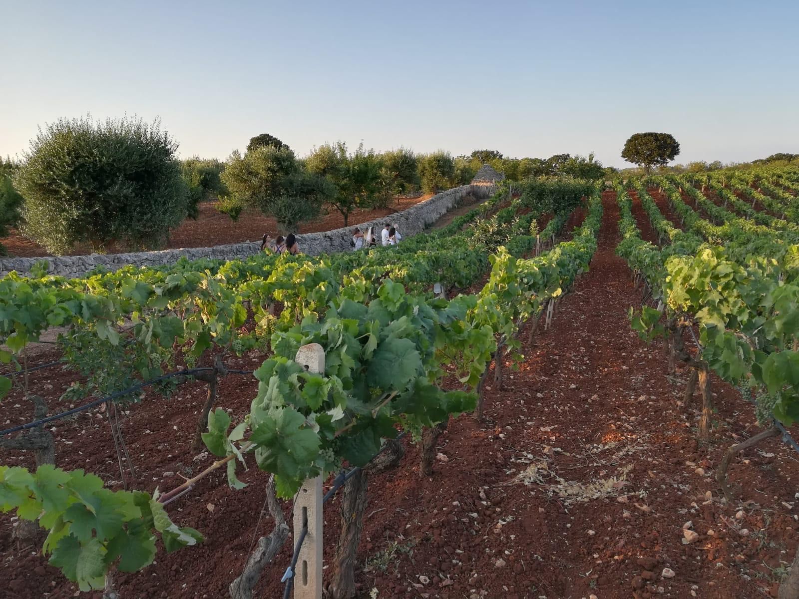 Apulian wines tasting Alberobello