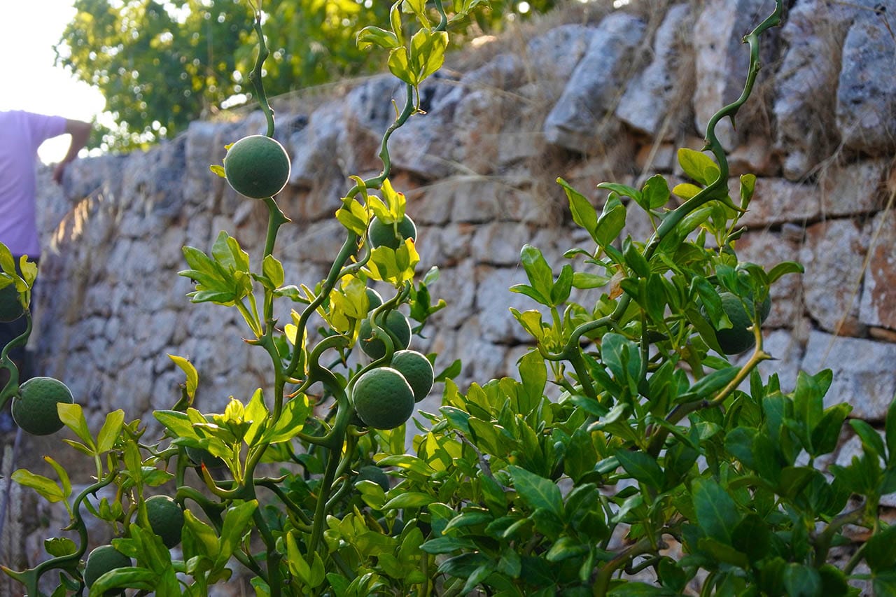 I Giardini di Pomona, Puglia, Italia.