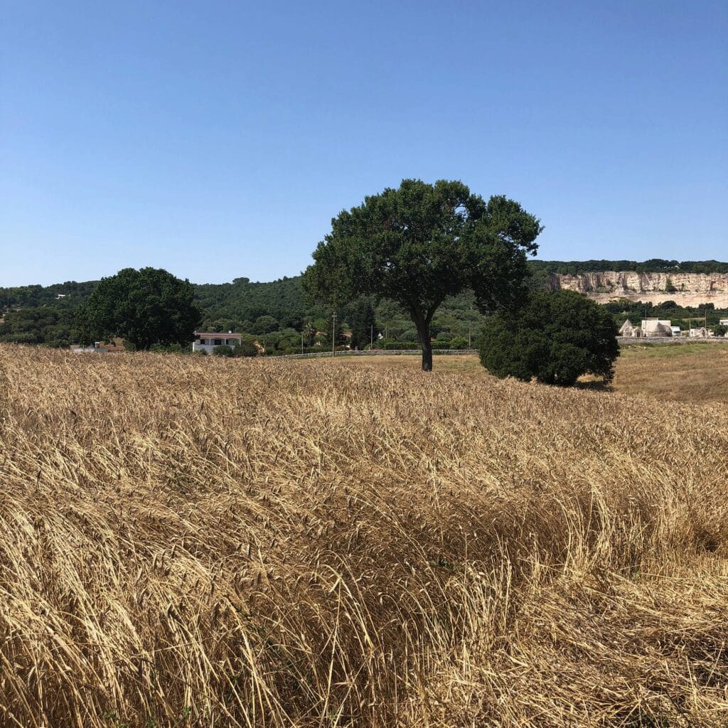Mietitura del grano 3 Vedere la mietitura del grano in Puglia