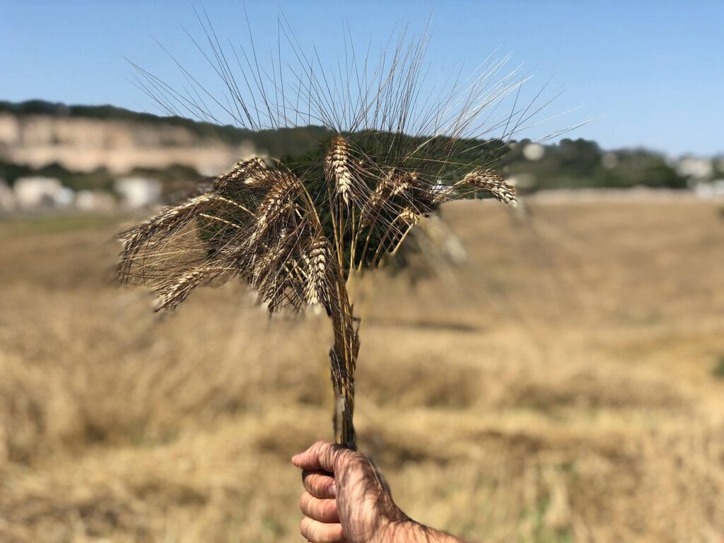 Mietitura del grano 4 Raccogliere il grano in Puglia