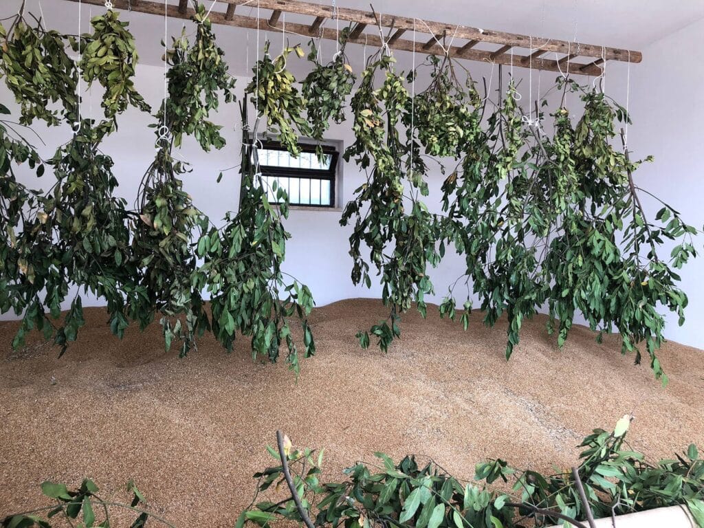 Mietitura del grano 5 Come partecipare alla mietitura e raccolta grano Puglia