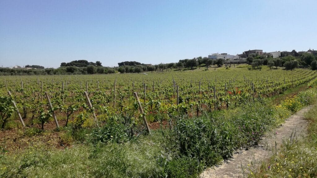 Vigneto per produzione del Primitivo La strada del Primitivo tra Lizzano e Manduria