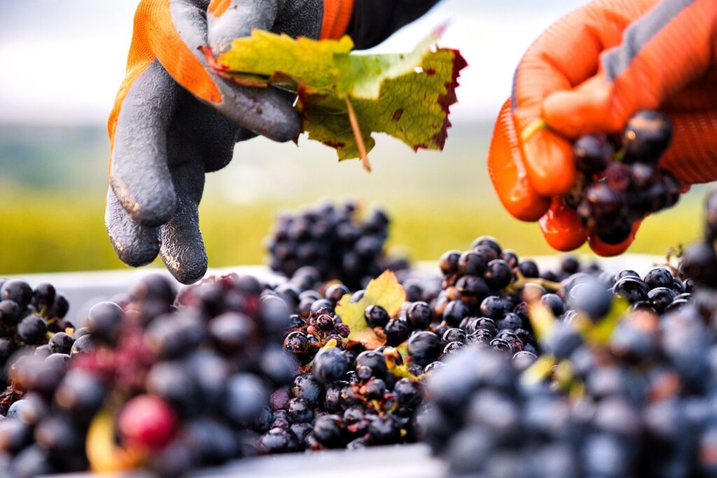 Dettaglio di mani con guanti che selezionano i migliori grappoli d’uva.